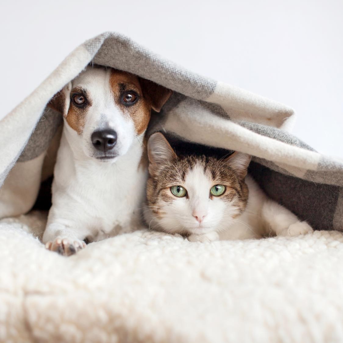 chien et chat couverture