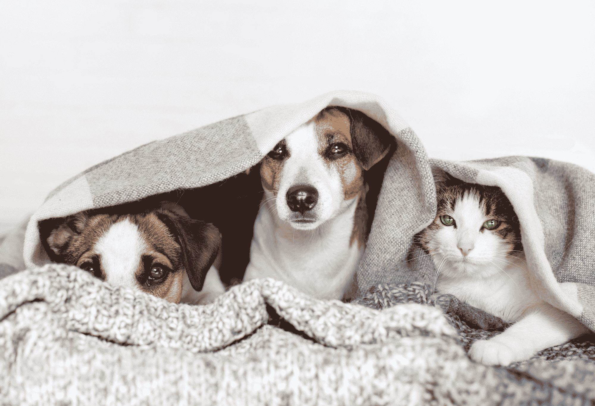 chiens et chats ensemble