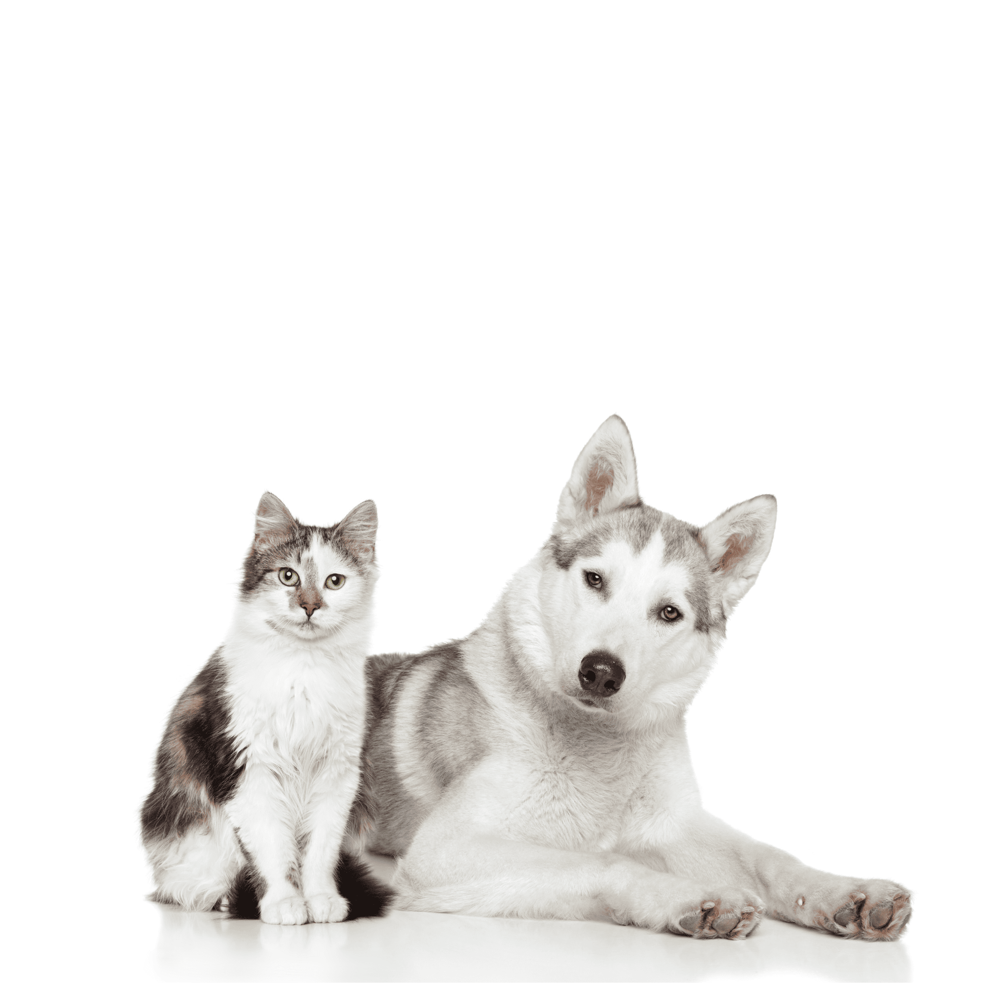 etudes chiens et chat protocole