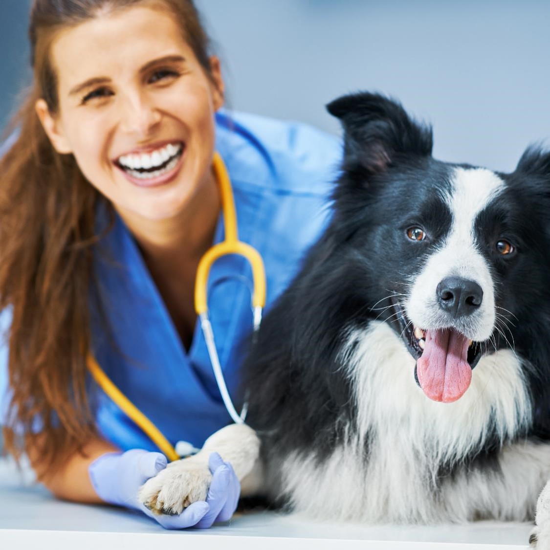 veterinaire et chien_securite scientifique