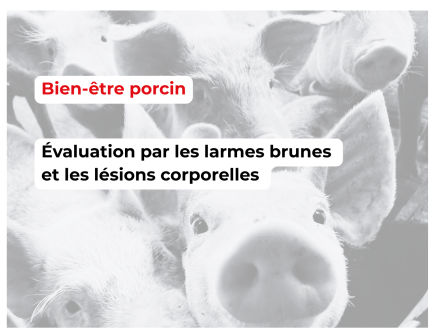 Évaluation du bien-être porcin par les larmes brunes et les lésions corporelles : une étude présentée aux Journées de la Recherche Porcine 2024