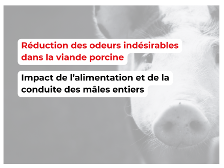 Réduction des odeurs indésirables dans la viande porcine : résultats scientifiques sur l’impact de l’alimentation et de la conduite des mâles entiers
