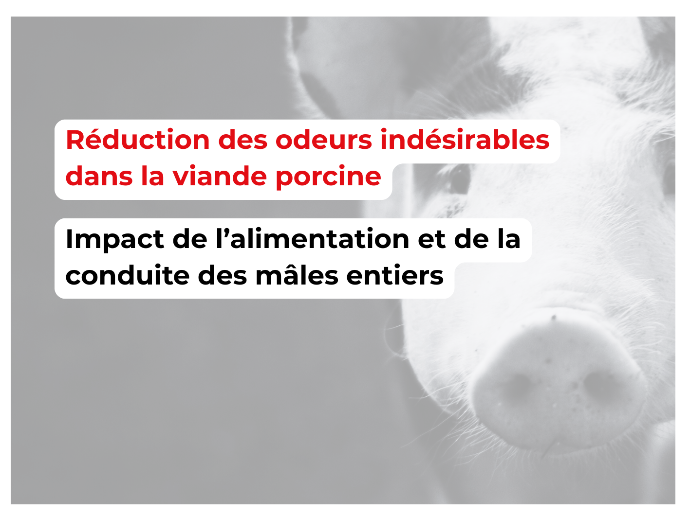 conduite mâles entiers