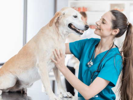 Science for pets : Apporter un appui scientifique pour le développement de produits destinés aux animaux de compagnie
