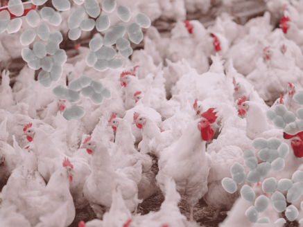 Enterococcus Cecorum : Évolutions & perspectives en élevage avicole