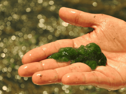 Recherche aquacole : Protéines alternatives pour l’alimentation des poissons