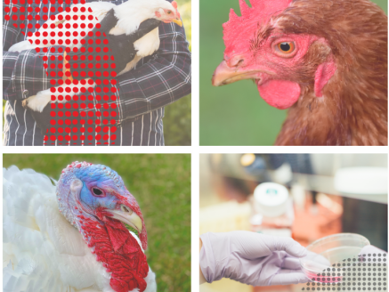 Grippe aviaire : le virus IAHP au cœur des enjeux de biosécurité en élevage