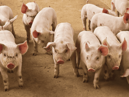 Alimentation et environnement : des clés pour réduire les odeurs chez les porcs mâles entiers ?