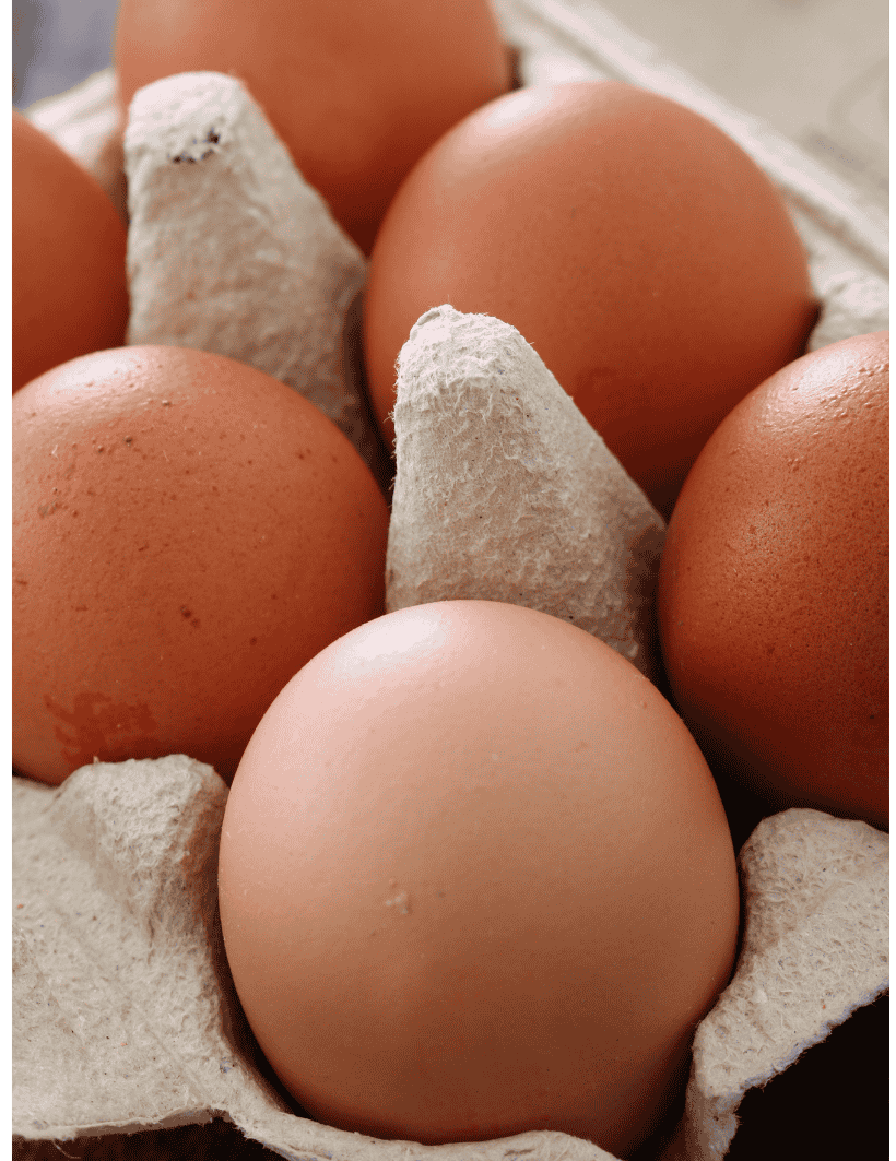 oeufs poule pondeuse