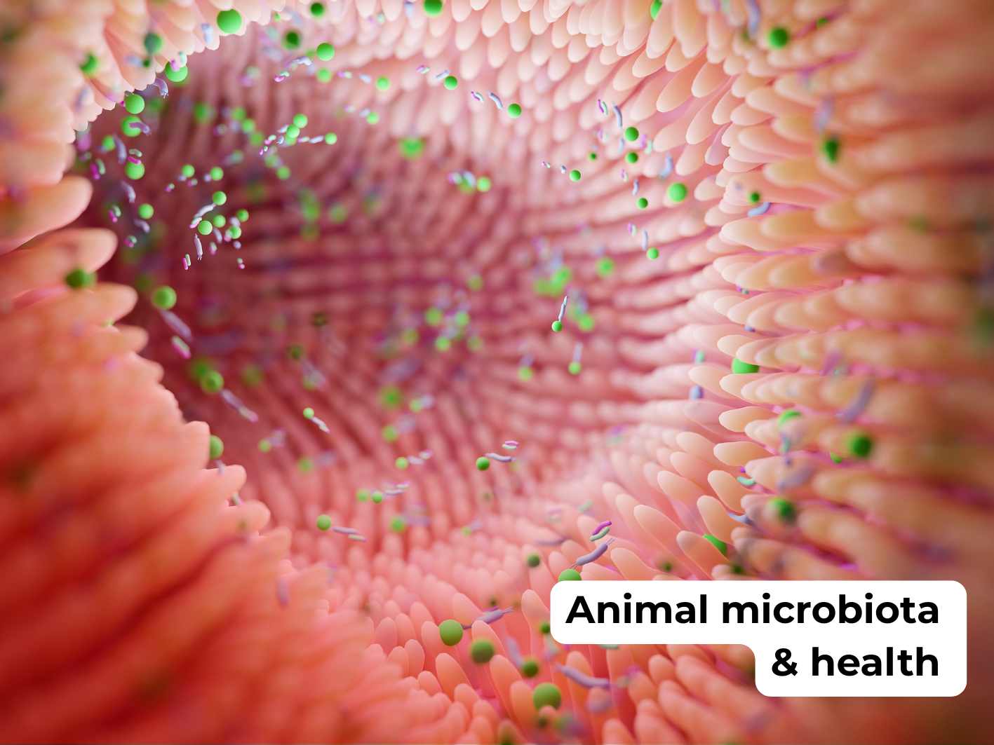 Animal microbiota and health
