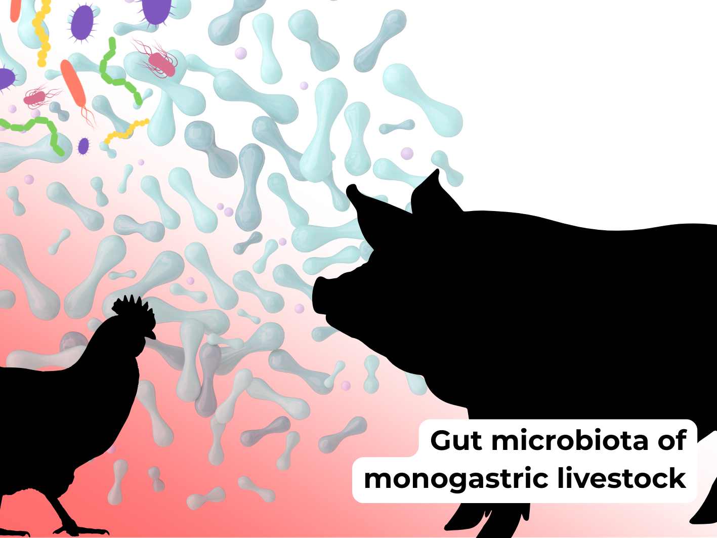 Gut microbiota of monogastric livestock study