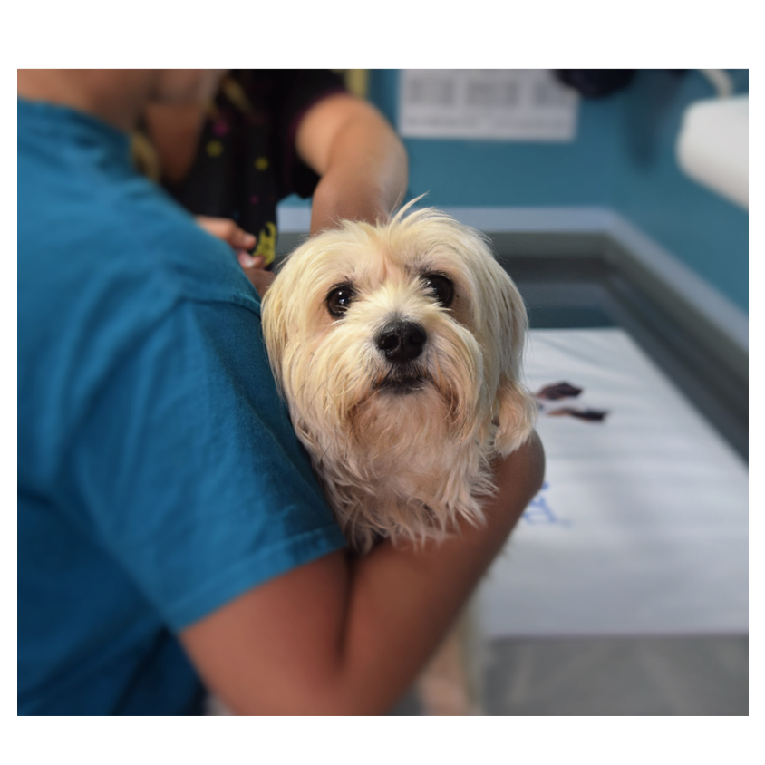 chien vétérinaire étude du microbiote