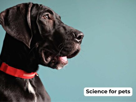 La Science au service du bien-être des animaux de compagnie