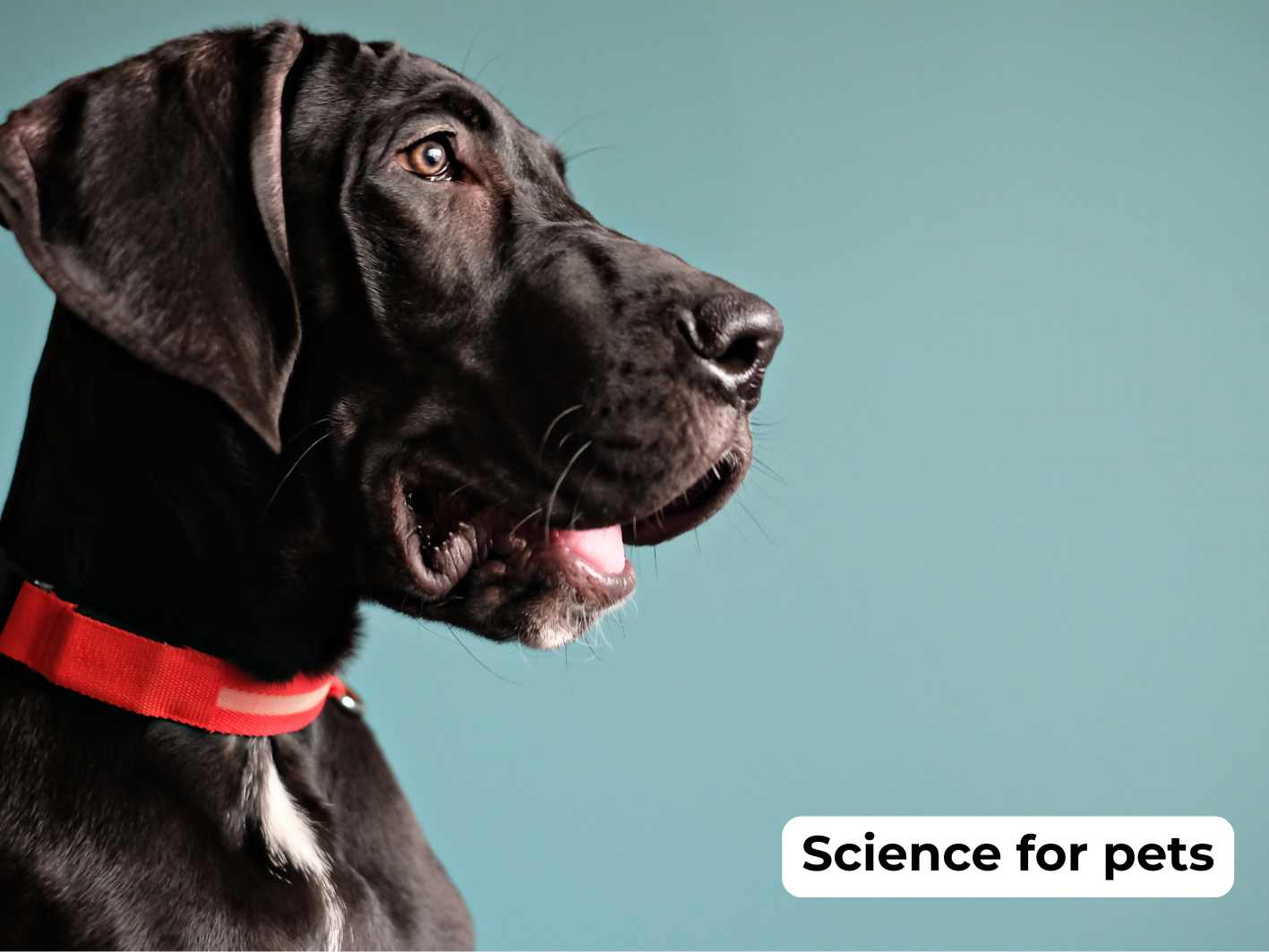 science for pets