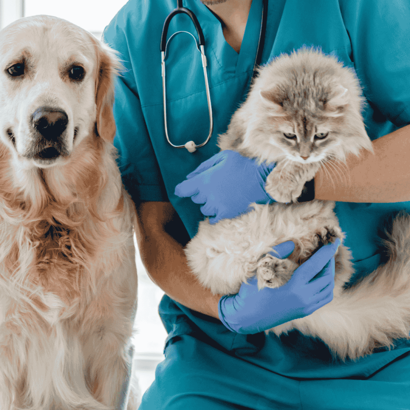 chiens chats veterinaire