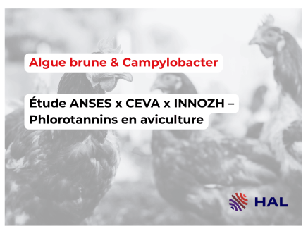 Algue brune Ascophyllum nodosum : une piste naturelle pour réduire Campylobacter chez les poulets de chair
