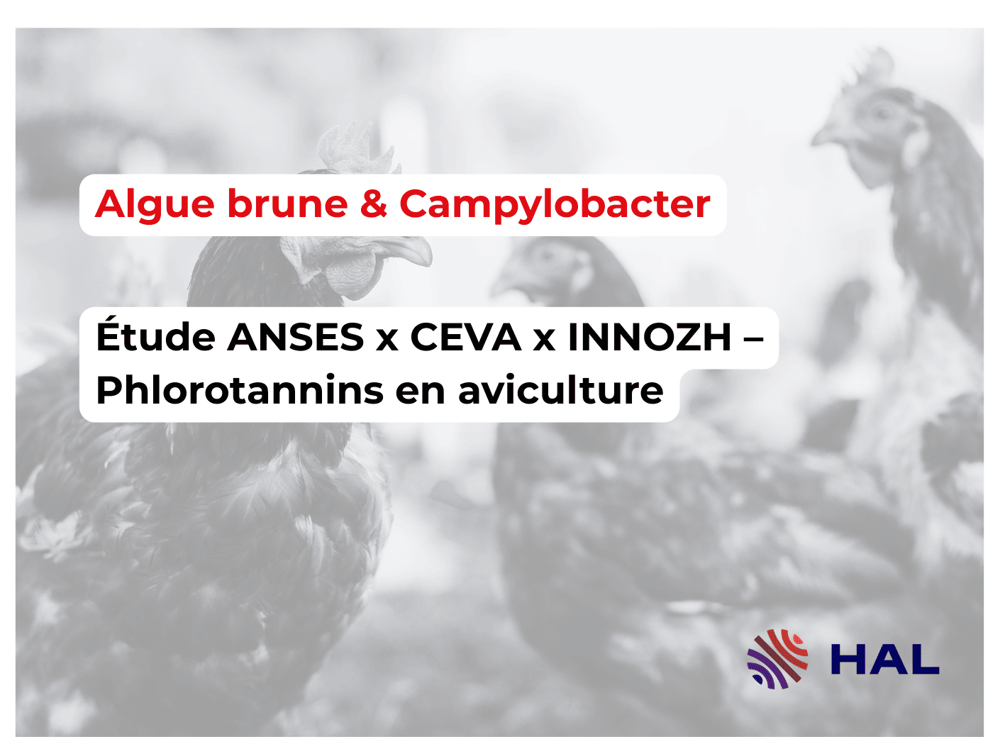 Algue brune & Campylobacter