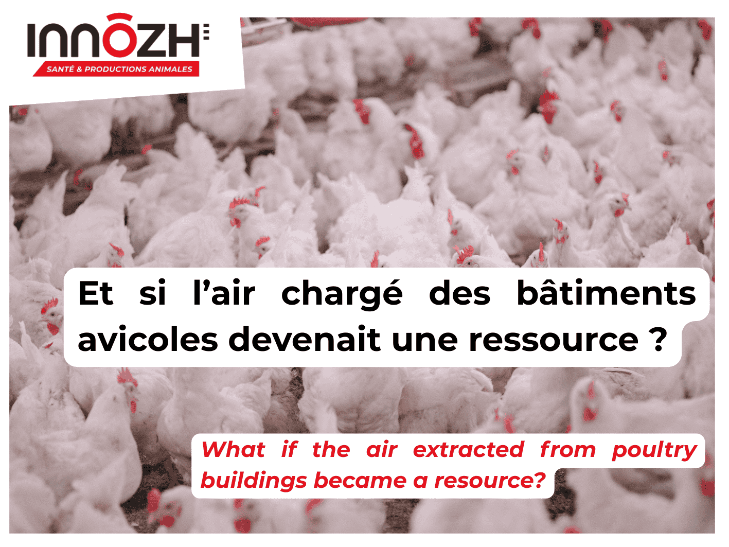 Et si l’air chargé des bâtiments avicoles devenait une ressource