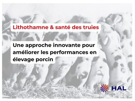 Supplémentation d’un Lithothamne, source de calcium marin, pour favoriser les performances de mise-bas et réduire les risques de boiterie chez la truie en gestation et lactation
