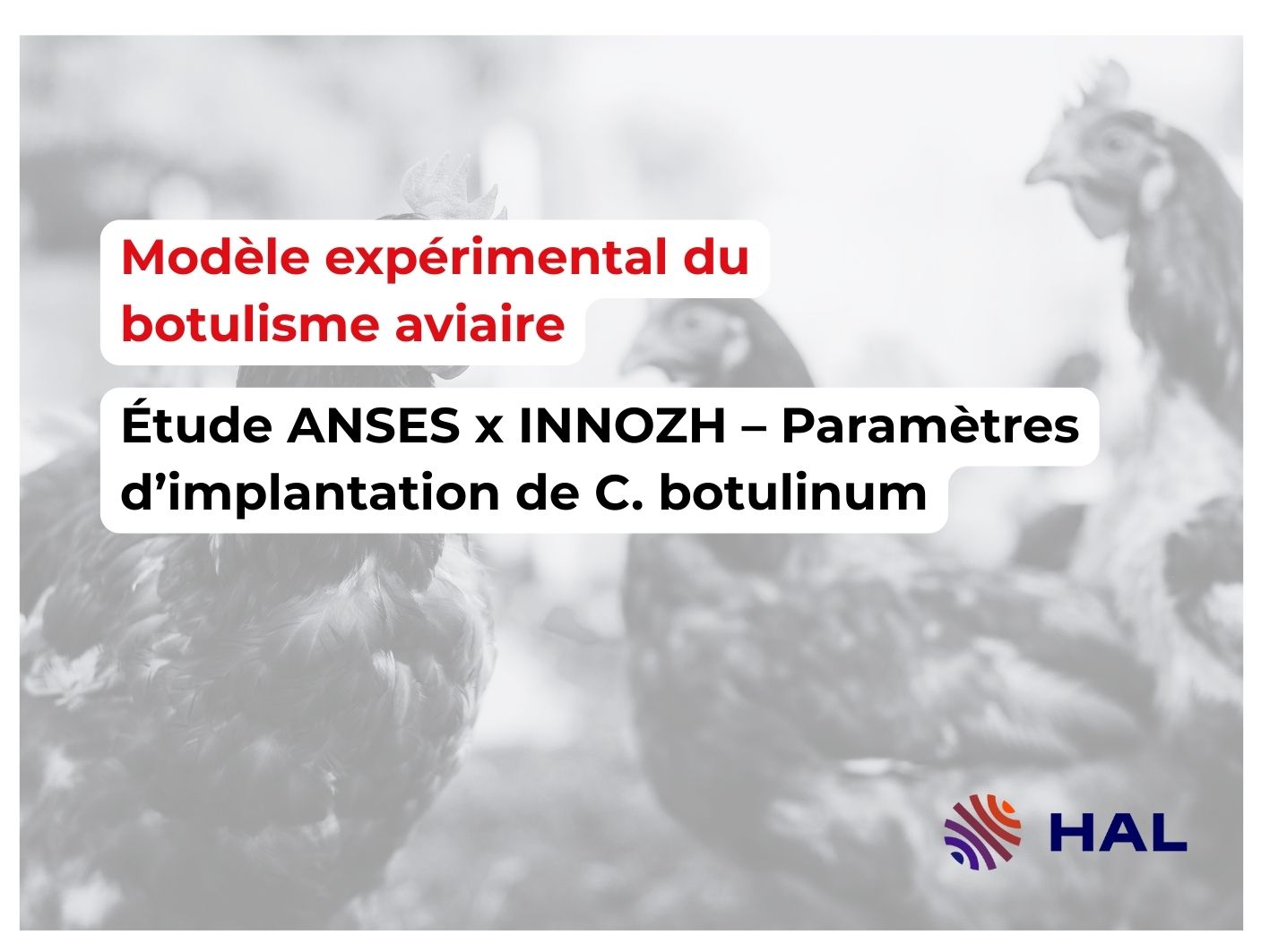 Modèle expérimental du botulisme aviaire