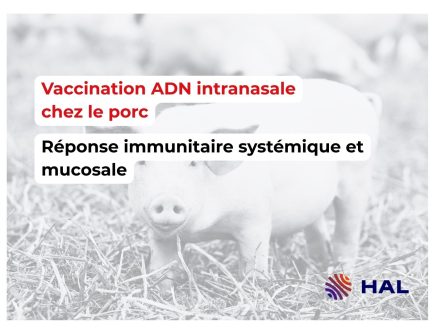 Vaccination ADN intranasale chez le porc : une approche innovante pour stimuler l’immunité systémique et mucosale