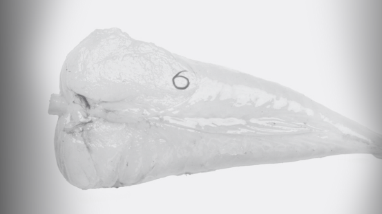 Formation parasites des produits de la pêche