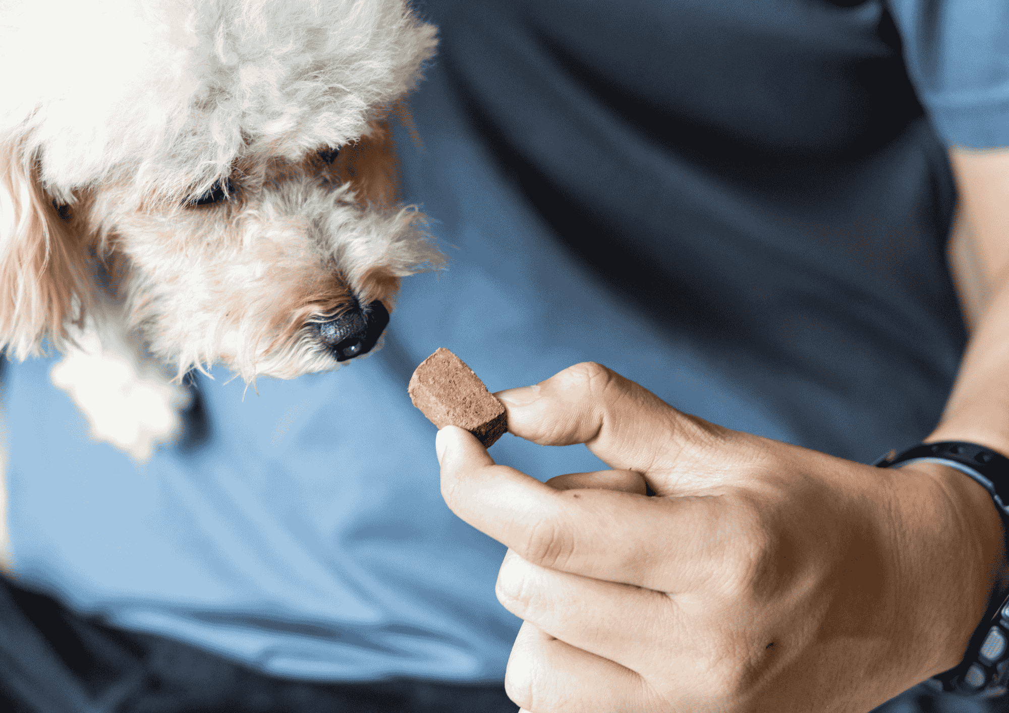 chien degustation croquette