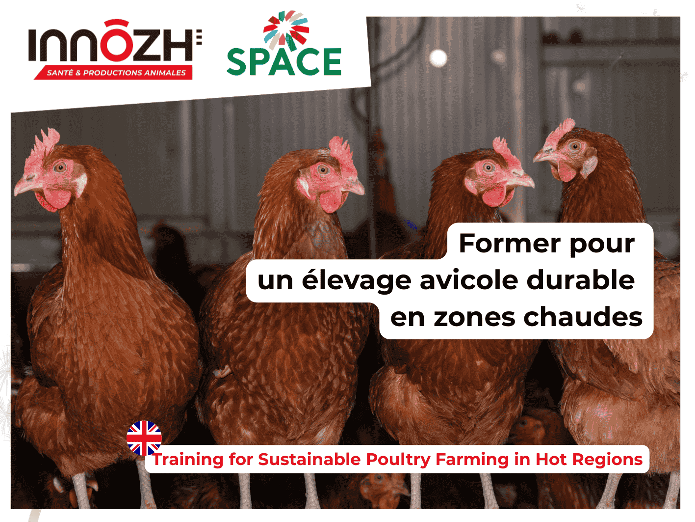 vignette actualite Former pour un élevage avicole durable en zones chaudes