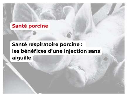 Comparaison d’une vaccination intradermique unique contre Mycoplasma hyopneumoniae avec la vaccination intramusculaire classique : résultats en conditions terrain