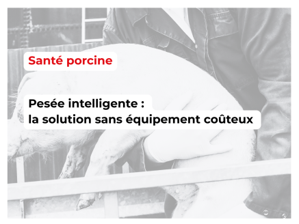 Utilisation du périmètre thoracique pour estimer le poids vif des porcs en élevage : une méthode fiable et économique