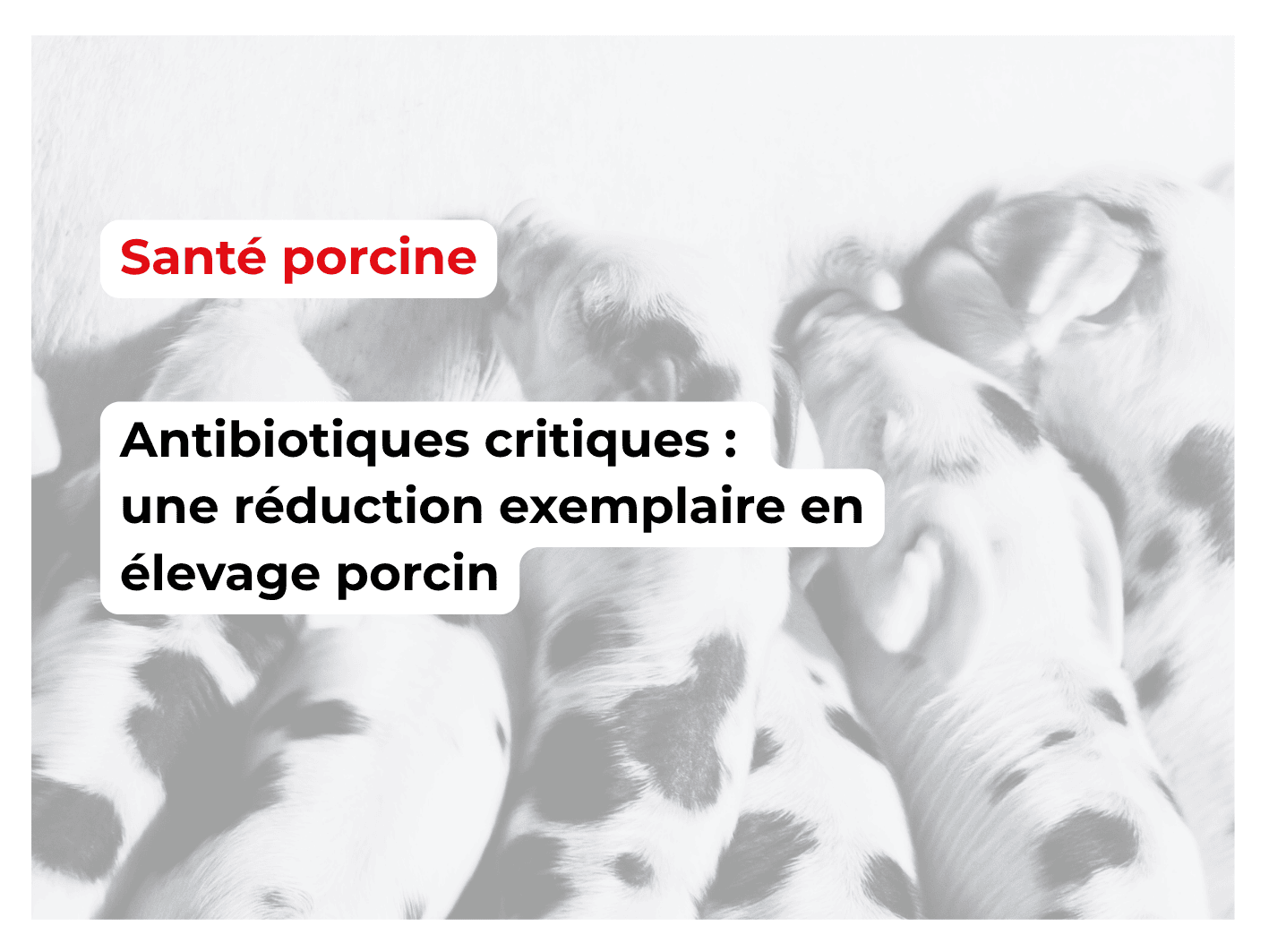 08_Antibiotiques critiques _ une réduction exemplaire en élevage porcin