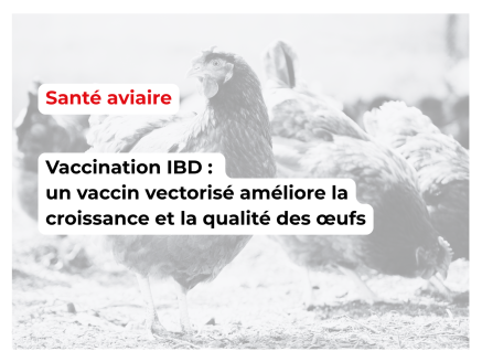 Comparaison de deux stratégies vaccinales contre la bursite infectieuse chez les poules pondeuses