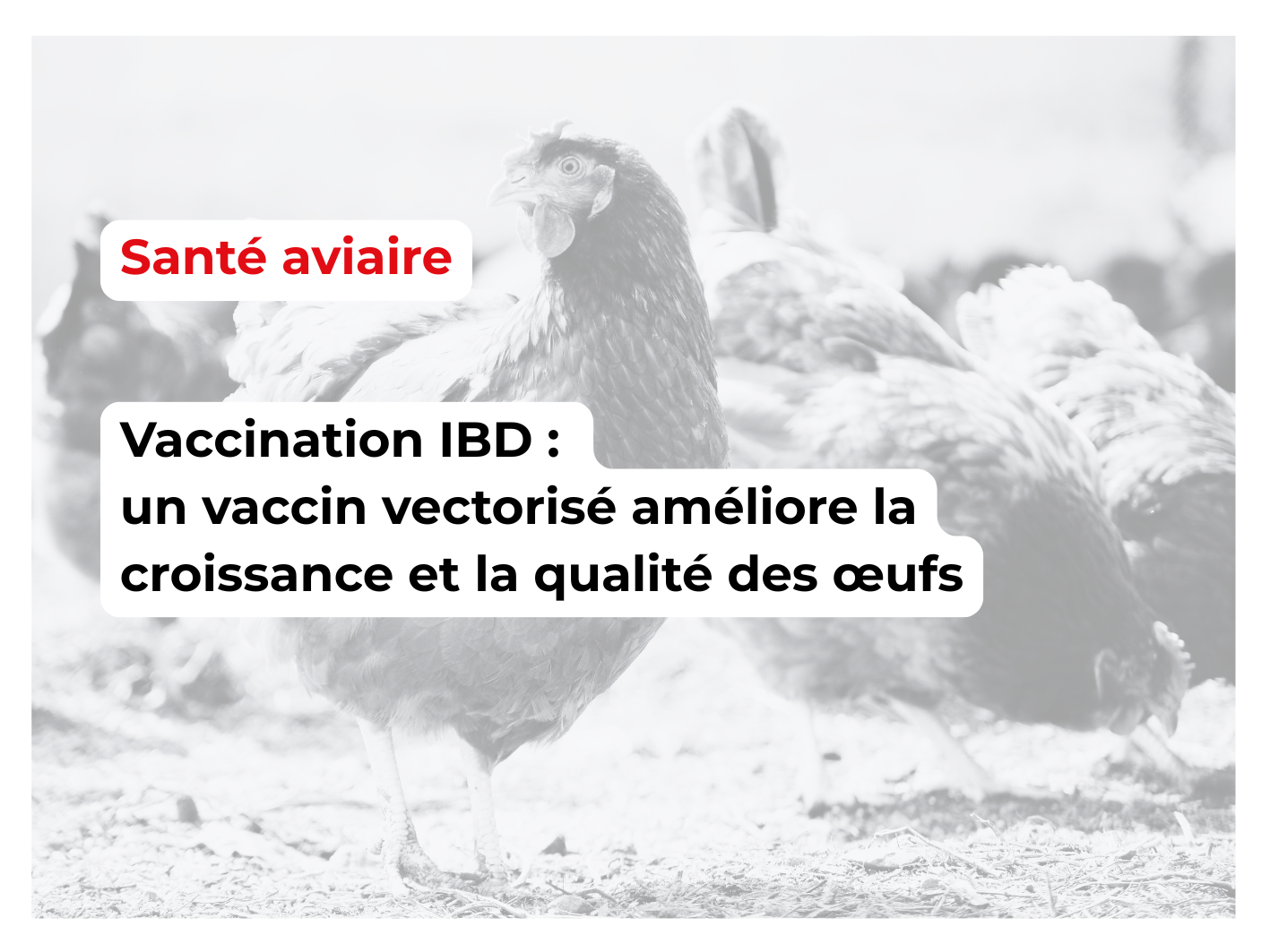 09_biosecurite sante aviaire