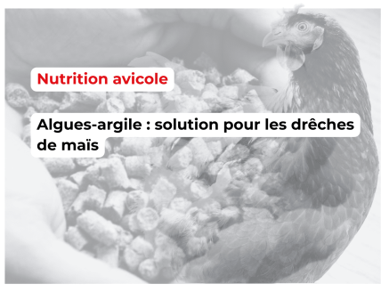 Une solution naturelle pour valoriser les régimes à base de drêches de maïs