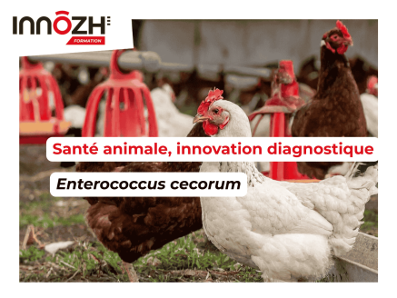 Détection précoce d’Enterococcus cecorum