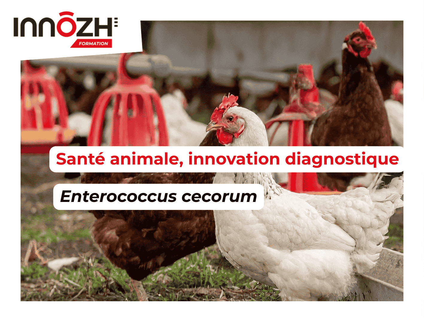 Enterococcus cecorum