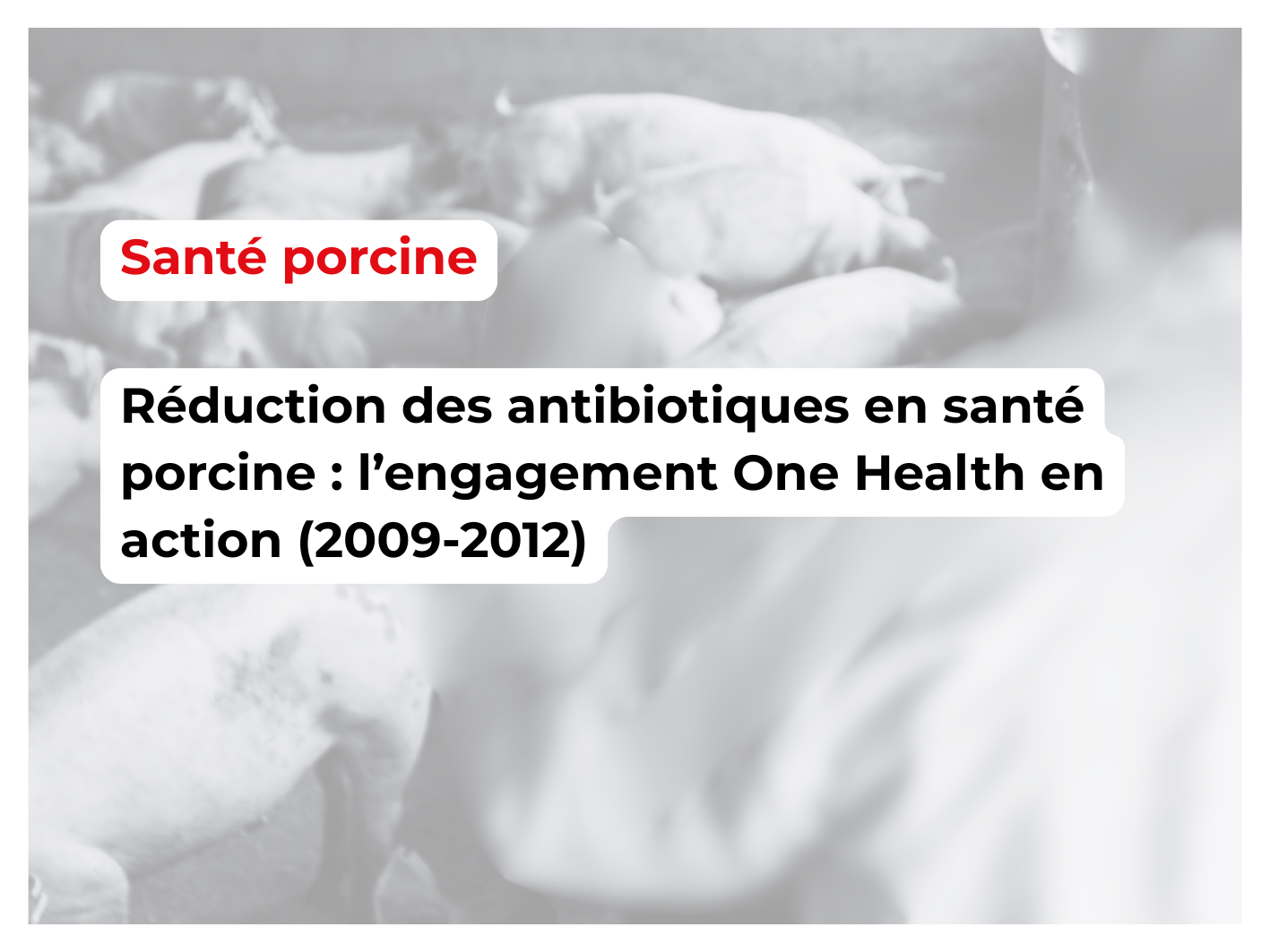 Réduction des antibiotiques en santé porcine