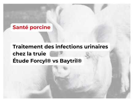 Évaluation terrain de Forcyl® : une solution innovante et efficace contre les infections urinaires à E. coli chez la truie – Résultats d’une étude clinique randomisée