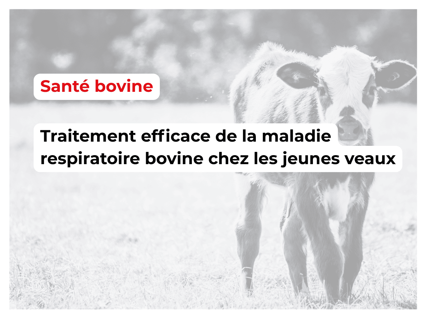 Traitement efficace de la maladie respiratoire bovine chez les jeunes veaux