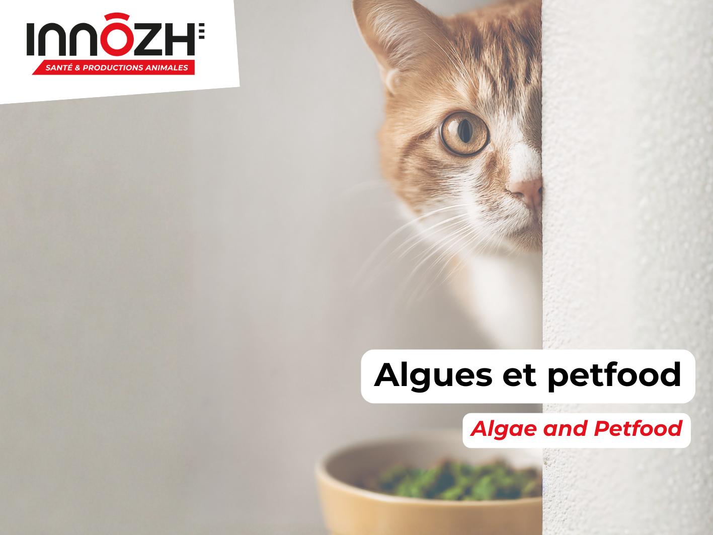chat algues pet food