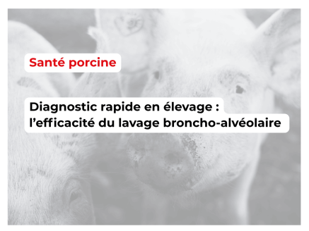 Utilisation du lavage broncho-alvéolaire pour le diagnostic précoce des maladies respiratoires porcines : résultats de deux cas cliniques