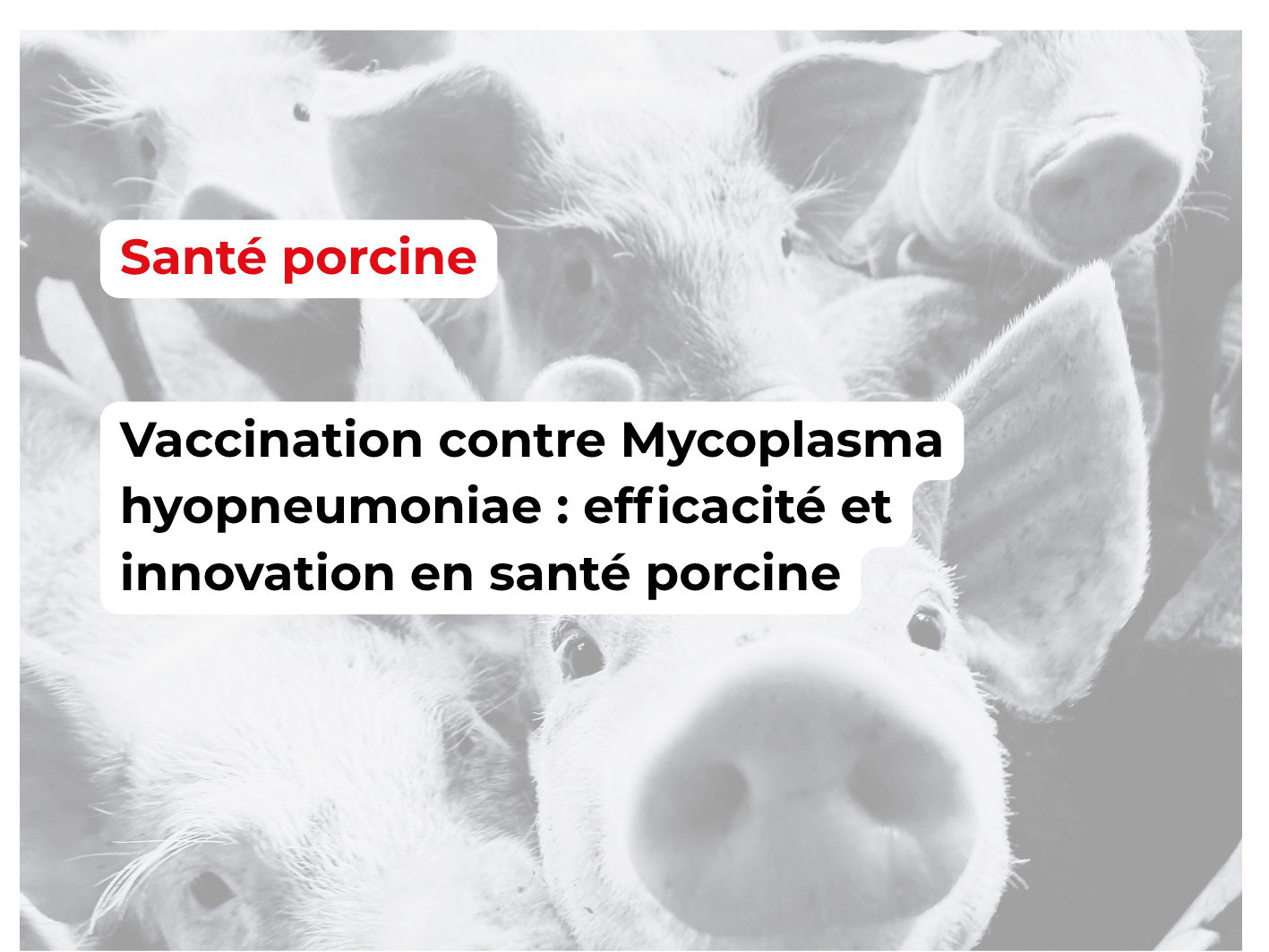 sante porcine_vaccins