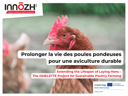 Allonger la vie des poules pondeuses : un enjeu clé pour une production d’œufs durable en Europe