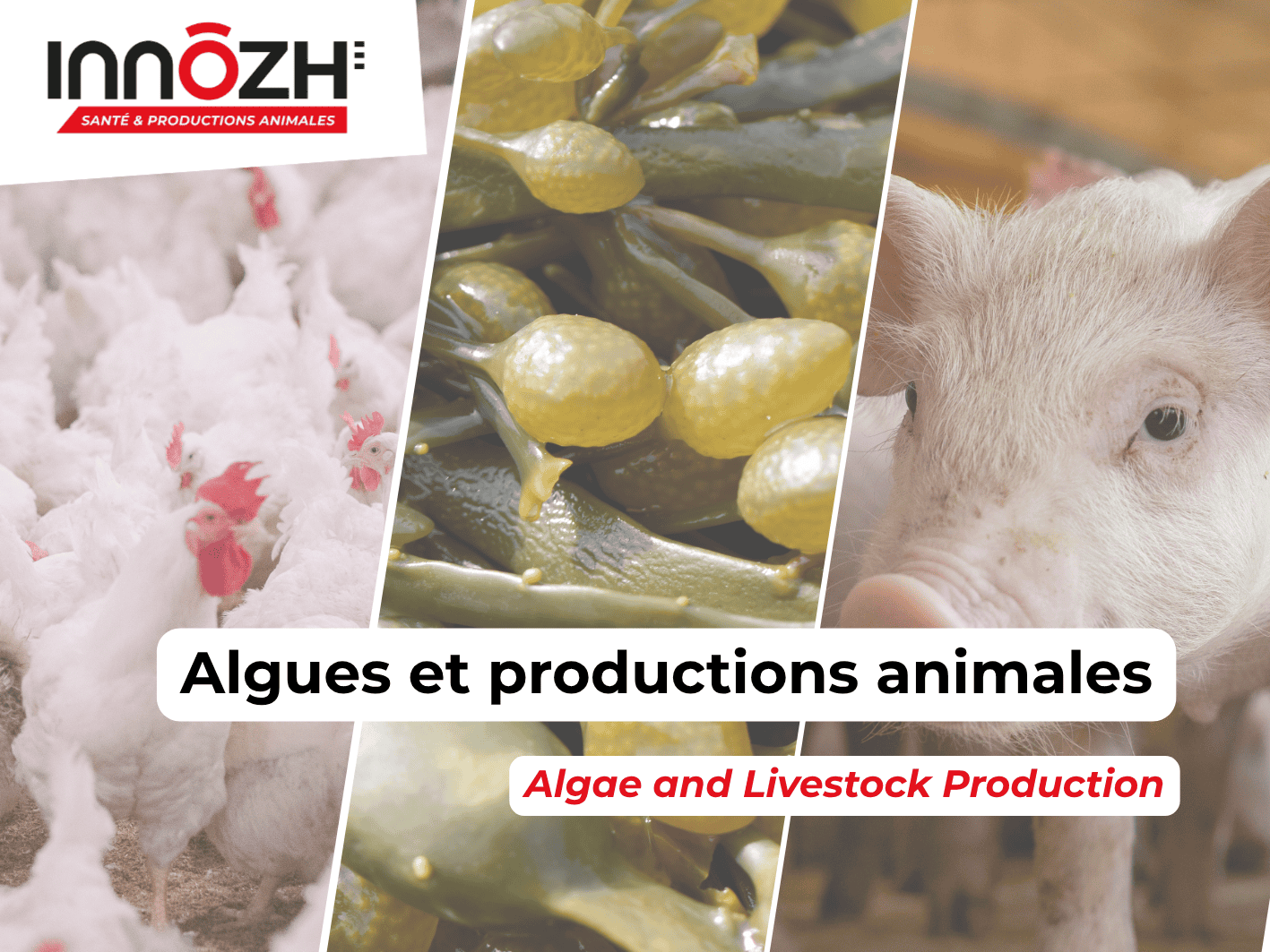 vignette – algues et productions animales