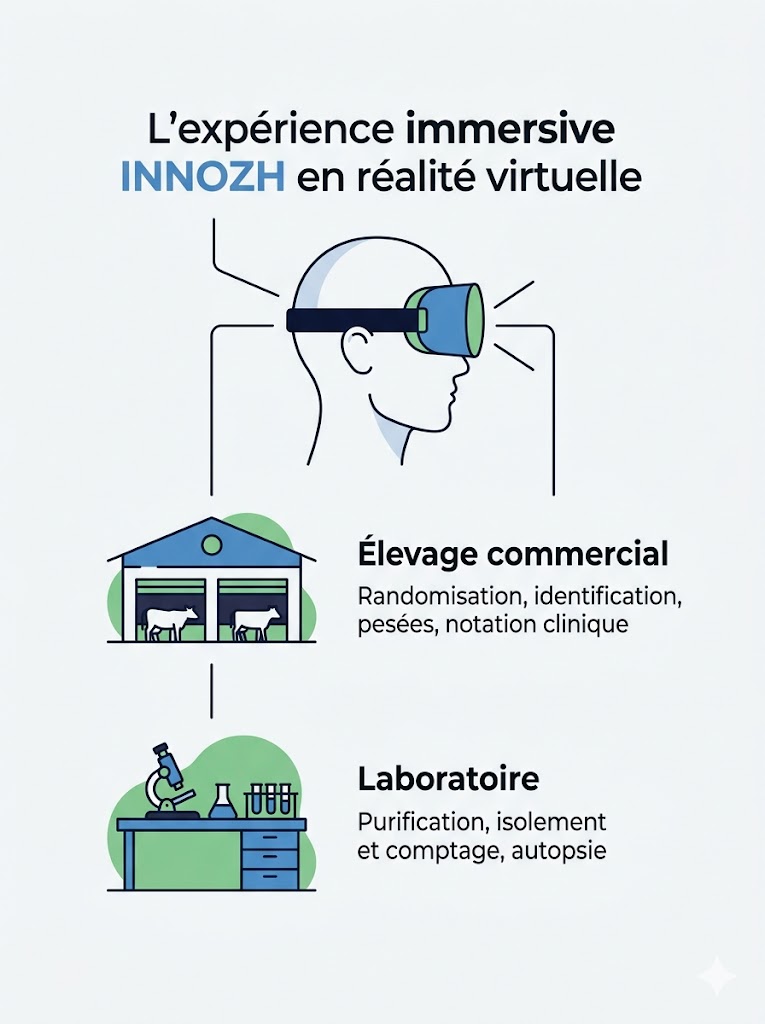 Infographie INNOZH – Parcours immersif en réalité virtuelle dans 4 environnements de recherche en santé animale : animalerie protégée (coccidiose, entérite nécrotique, modèles infectieux), station expérimentale (inoculation, scoring lésionnel, indicateurs zootechniques), élevage commercial (randomisation, pesées, notation clinique) et laboratoire (purification, comptage de coccidies, autopsie). Essais zootechniques et sanitaires INNOZH.