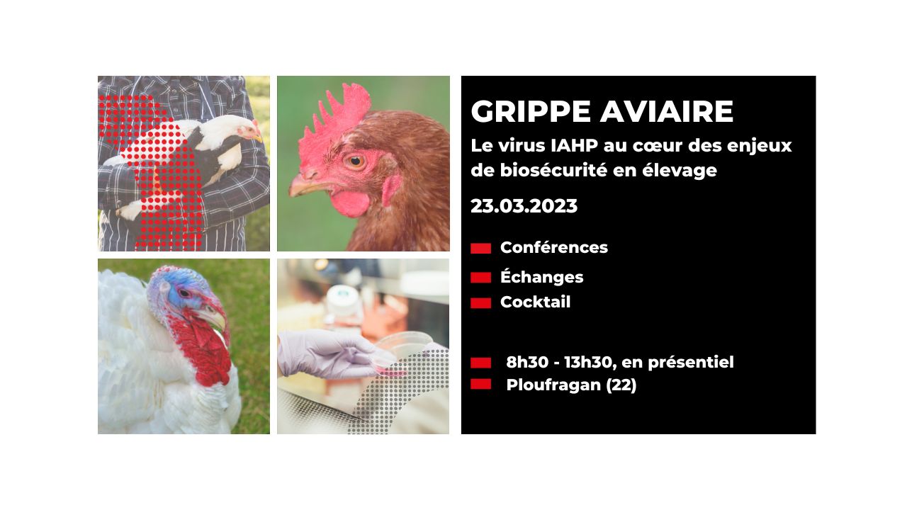 Influenza aviaire_ retour en images