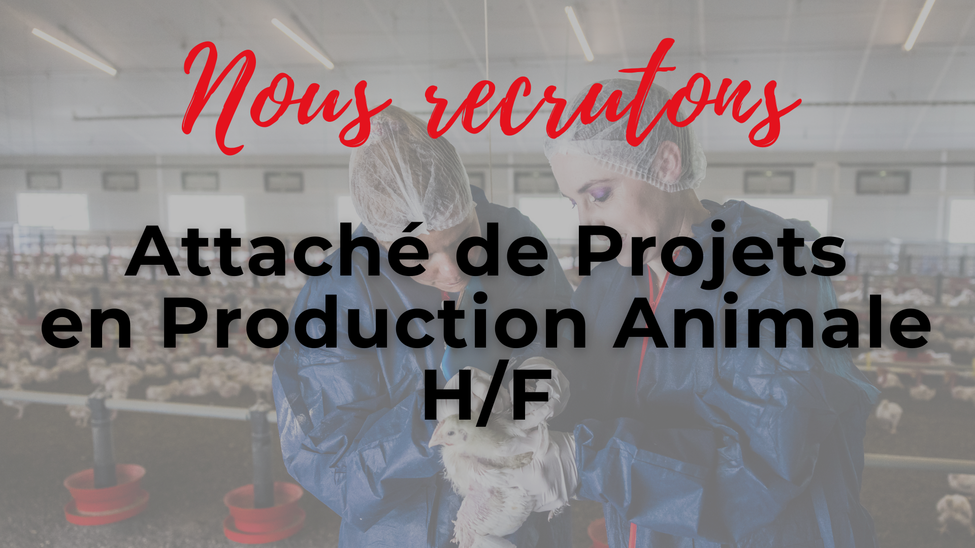 Nous recrutons : Attaché de Projets en Production Animale (H/F)