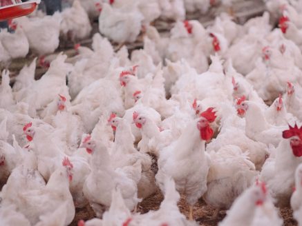 Recherche : Les algues, solution pour le stress thermique des poulets de chair