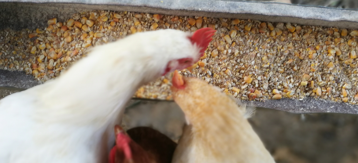 granules mais poules