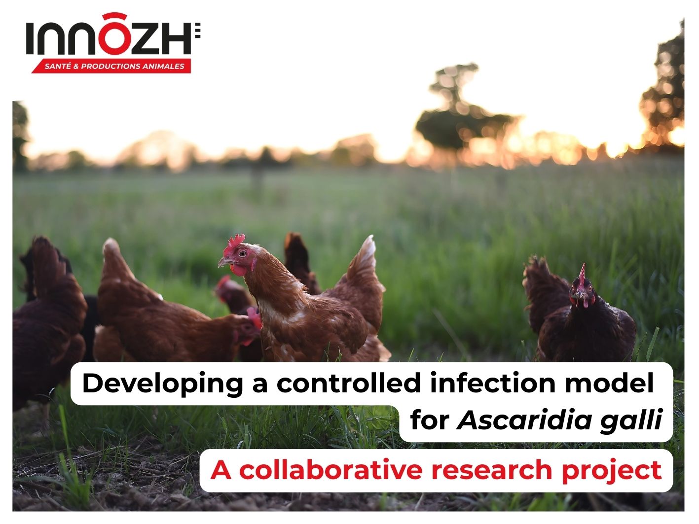 Developing a controlled infection model for Ascaridia galli